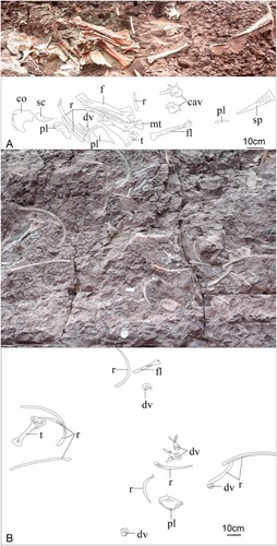 FIGURE 3. A, photograph (top) and interpretative sketch (bottom) of Bashanosaurus primitivus (CLGPR V00006-1) on the west side of the Dinosaur Fossil Wall. B, photograph (top) and interpretative sketch (bottom) of Bashanosaurus primitivus (CLGPR V00006-2) in the middle of the Dinosaur Fossil Wall. Abbreviations: cav, caudal vertebra; co, coracoid; dv, dorsal vertebra; f, femur; fl, fibula; mt, metatarsal; pl, plate; r, rib; sc, scapula; sp, spine; t, tibia.