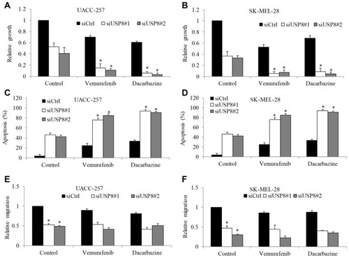 Figure 4 USP8 depletion significantly enhances the inhibitory effects of standard of care drug in melanoma cells. USP8 knockdown significantly decreased growth and increased apoptosis in UACC-257 (A and C) and SK-MEL-28 (B and D) cells, and enhanced anti-proliferative and pro-apoptotic effect of vemurafenib (0.1 μM) and dacarbazine (1 μM). USP8 knockdown significantly decreased migration in UACC-257 (E) and SK-MEL-28 (F) cells. Results were presented as fold change relative to control. *P<0.05, compared to control.