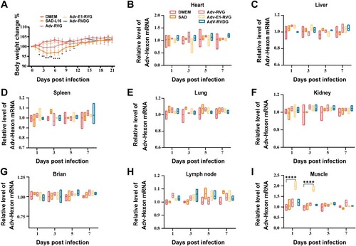Figure 2. Safety assessment and monitoring of the biodistribution pattern of Adv-RABV in vivo. Groups of six-week-female ICR mice (n = 10) were immunized intramuscularly with 107 TCID50 SAD-L16, Adv-RABV or DMEM respectively. The body weight change was recorded for 21 days (A). Groups of C57BL/6 mice (n = 3) were immunized intramuscularly with 107 TCID50 SAD-L16, Adv-RABV and DMEM as negative control respectively. The tissues were harvested at indicated time points and the total RNA were extracted Trizol reagent. RNA was converted to cDNA by reverse transcription. (B–I) The transcription level of Hexon were quantified in different tissues were shown by qRT-PCR. Error bars represent SD (*P < 0.05; **P < 0.01; ***P < 0.001; ****P < 0.0001; ns, no significant difference).