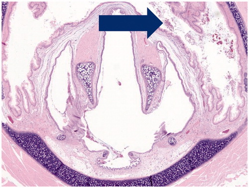 Figure 5. Cross-section through the larynx of a male rat exposed to high dose of Formulation 2, (4 × magnification depicting luminal exudate, primarilly mucin).
