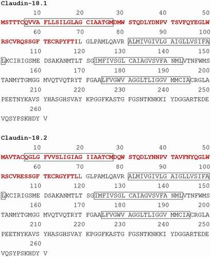 Figure 1. Amino acid sequences of claudin-18.1 and claudin-18.2.