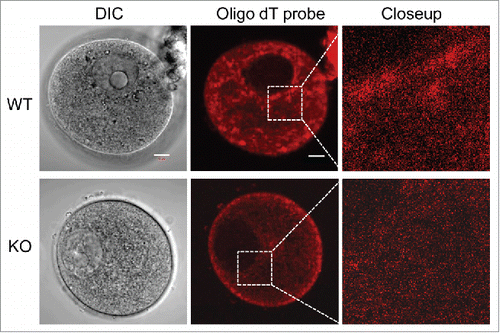 Figure 2. mRNA localization is disrupted in Padi6 KO oocytes. Fluorescent in situ hybridization (FISH) of Padi6 WT and KO oocytes using the oligo dT probe to detect the mRNA expression. DIC, differential interference contrast. Scale bar, 10 μm.