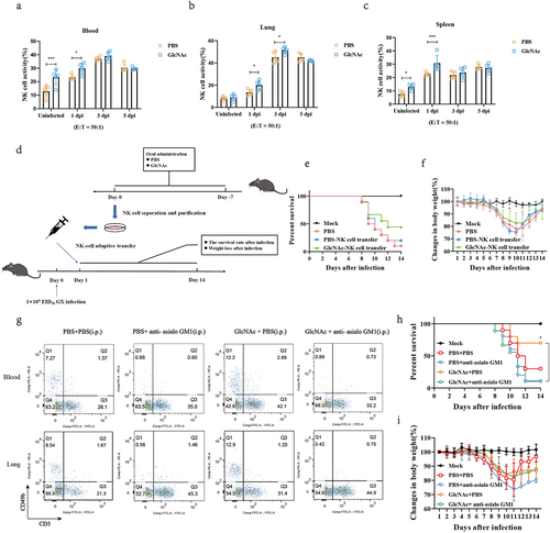 Figure 6. GlcNAc improves host defense against H7N9 infection by regulating NK cells.