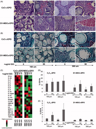 Figure 6. Foreign body reaction analysis 6 weeks after subcutaneous allogenic implantation of encapsulated C2C12-EPO myoblasts and D1-MSCs EPO within 160 and 380 µm diameter alginate and hybrid alginate-GO microcapsules (50 µg/ml). (A) Representative photographic images of hematoxylin-eosin staining of explanted grafts after 6 weeks (B) Representative photographic images of Masson's trichrome staining of explanted grafts after 6 weeks (C) Expression analysis of 23 inflammation-related cytokines by means of Bio-Plex Pro Mouse Cytokine 23-Plex Immunoassay. Flow cytometry quantification of D) CD11b and (E) CD19 percentage infiltrated cells from the retrieved fibrotic capsules. Note: Scale bar 100 µm.