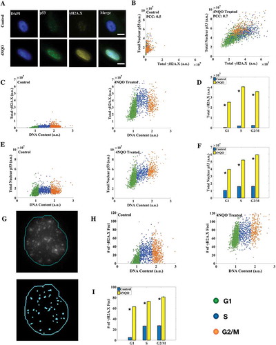 Figure 3. Correlation between nuclear p53 and γH2A.X levels increases upon DNA damage. (a) Immunofluorescence (IF) for p53 and γH2A.X in A549 cells (scale bar: 10 μm). (b) Correlation coefficient between γH2A.X and p53 levels increased in DNA damaged cells. (c, e) Distribution of γH2A.X and p53 with DNA content in control and 4NQO-treated cells. γH2A.X levels linearly increased in control cells while they peaked in the S phase in DNA damaged cells. (d) Mean levels of total nuclear γH2A.X. A large induction of γH2A.X in DNA damaged cells in all the phases of the cell cycle was observed. (f) Mean levels of total nuclear p53. Significant induction of nuclear p53 in DNA damaged cells was observed. (g) Results of the γH2A.X foci detection algorithm in Matlab. Most of the observed foci were identified. The thin line represents the nuclear boundary. (h) γH2A.X foci number distribution in control and DNA damaged cells. (i) Average number of γH2A.X foci in the respective phases of the cell cycle. The fold change here is smaller than that for γH2A.X protein levels, as larger and more intense foci are formed in damaged cells without affecting foci count. All differences are significant with p-value < 0.05 (K-S test). (Errorbars are standard errors. The analysis was done on 5000 cells for each plot. See also Supplementary Figures S3 and S4.).