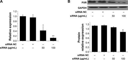 Figure 7 Effects of siRNA on PXR gene and protein expression in mice model.