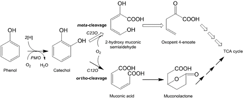 Figure 5. Phenol degradation pathway. The enzymes involved in first two steps of degradation are, PMO = phenol monooxygenase, C12O = catechol 1,2-dioxygenase and C23O = catechol 2,3-dioxygenase.