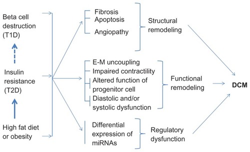 Figure 3 Effect of high fat diet, type 1 diabetes, and type 2 diabetes on cardiac remodeling leading to diabetic cardiomyopathy.