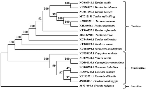 Figure 1. The maximum-likelihood tree based on 18 mitochondrial DNA sequences, with an outgroup Gracula religiosa.
