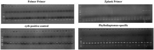 Figure 1. Gel images of PCR amplications for 24 P. tunguidus specimens. The primers used for each sub-images: Upper left: Folmer primers for COI gene; upper right: Zplank primers for COI gene; lower left: Machida primers for CYTB gene; lower right: Phyllodiaptomus-specific primers for COI gene.