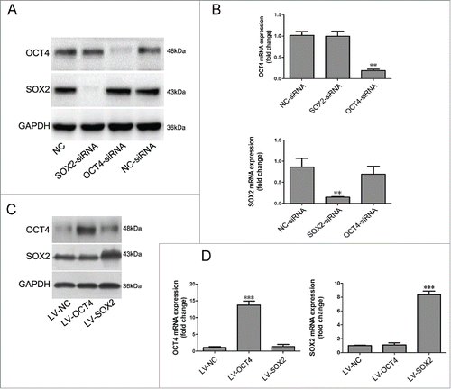 Figure 6. Evaluation of interaction between OCT4 and SOX2.Het-1A cells were transfected with SOX2-siRNA, OCT4-siRNA or negative control siRNA. Forty-eight hours after transfection, cells were collected for (A) Western Blot utilizing specific antibodies and (B) real-time PCR to analyze the expression of SOX2 and OCT4. N = 3, ANOVA,**P < 0.01, compared with the NC-siRNA group.Het-1A cells were transfected with the OCT4 expression lentivirus vector and SOX2 expression lentivirus vector or an empty lentivirus vector. Cells were collected 48 hours after transfection and then subjected to (C) Western Blot analysis and (D) real-time PCR analysis for OCT4 and SOX2. N = 3, ANOVA, ***P < 0.001 compared with the LV-NC group. Blots shown are representative of 3 separate experiments.