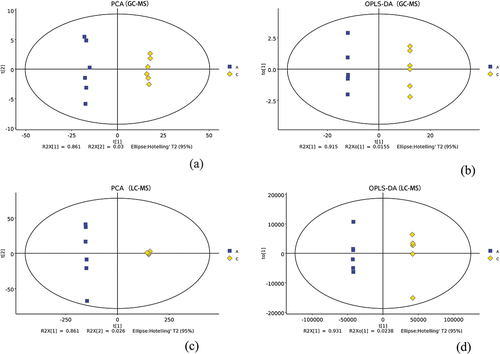 Figure 5. Multivariate statistical analysis results (Group A:JDSB, Group C: jiaotou). (a) PCA of GC – MS. (b) OPLS-DA of GC – MS. (c) PCA of LC – MS. (d) OPLS-DA of LC – MS.