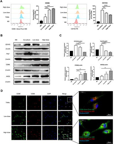 Figure 5 CRAE alleviated the unfavorable differentiation of TAMs in co-culture system. (A) Percentages of CD86+ cells or CD163+ cells were detected using flow cytometry and representative FACS histograms (n = 3 for each group, one-way ANOVA or two-way ANOVA, **p < 0.01, ***p < 0.001, ****p < 0.0001). (B) Western blotting analyzed the protein expression of CD163, Arg1, CD86 and iNOS in different groups. (C) The corresponding expression of CD163, Arg1, CD86 and iNOS levels of four groups are shown as histograms (one-way ANOVA or two-way ANOVA, **P < 0.01, ****P < 0.0001). (D) Macrophages were subjected to IF staining with anti-F4/80, anti-CD86 antibodies after the CRAE treatments for 24 h.