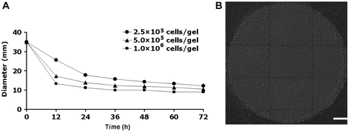 Fig. 2. Effects of cell density and incubation time on the diameters of the cell-containing collagen gels.Notes: The 0.1% collagen gel (5.0 mL) with fibroblasts (at densities ranging from 2.5 × 105 to 1.0 × 106 cells/gel) was poured into a 12-well Lipidure®-Coat Multi-Dish (NOF, Tokyo) and incubated at 37 °C in 5% CO2 for the indicated times. (A) Percentage changes in gel diameter between 12-h incubation (from 0 to 72 h) are shown below: 26.9, 30.6, 11.7, 8.5, 7.6, 8.2% for gels at a density of 2.5 × 105 cells/gel, 51.0, 19.4, 10.8, 3.4, 4.9, 7.4% for gels a density of 5.0 × 105 cells/gel, and 61.9, 15.6, 11.1, 0.0, 10.0, 0.0% for gels a density of 1.0 × 106 cells/gel. Data are means ± SD (n = 6). (B) A shrunken gel within which 1.0 × 106 fibroblasts were incorporated was labeled with DAPI after 48-h incubation in a low-adherence plate. The labeling of the cells indicates a homogeneous distribution of the fibroblasts within the collagen gel. Bar, 1 mm.