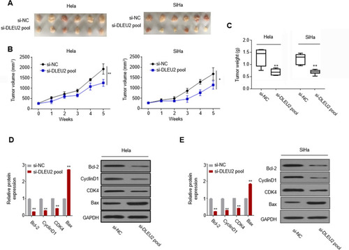 Figure 3 Silencing DLEU2 suppresses cervical cancer growth in vivo. (A) Representative morphologies of the tumors derived from the si-NC Hela cells and si-DLEU2 pool Hela cells (left) and si-NC SiHa cells and si-DLEU2 pool SiHa cells (right). The tumors were then dissected and photographed. The tumor volume curve (B) and tumor weight (C) of the DLEU2 silenced group mice versus the control group mice are expressed as the means±SD (n=6). (D) The expression of cell cycle hallmarks in the mice tumors was detected by qPCR and Western blot in Hela cells. (E) The expression of cell cycle hallmarks in the mice tumors was detected by qPCR and Western blot in SiHa cells. GAPDH was used as an internal standard. *p<0.05.**p<0.01.