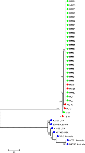 Figure 5. Phylogenetic relationship among MG local strains, reference strains and international strains on the basis of pMGA partial nucleotide sequences.