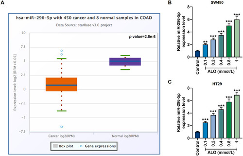 Figure 2 The abnormally low expression of miR-296-5p in colon cancer could be upregulated by ALO. (A) Starbase (http://starbase.sysu.edu.cn/index.php) was used to retrieve the information of differential expression of miR-296-5p in colon adenocarcinoma (COAD, n=450) patients and healthy volunteers (n=8) in vivo. P=2.5e-6. (B and C) The qRT-PCR experiment showed that ALO at a concentration gradient (0.1 mmol/L, 0.2 mmol/L, 0.4 mmol/L, 0.8 mmol/L and 1 mmol/L) up-regulated miR-296-5p expression in SW480 and HT29 cells. All experiments were repeated three times to obtain average values. **p<0.01, ***p<0.001 vs Control.