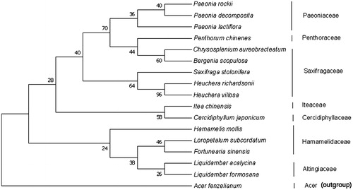 Figure 1. Molecular phylogenetic analysis by maximum-likelihood (ML) method based on the complete chloroplast genome sequences of L. acalycina and other 16 species. The bootstrap consensus tree inferred from 1000 replicates is taken to represent the evolutionary history of the taxa analyzed. Their accession numbers are as follows: Liquidambar formosana: NC_023092; Bergenia scopulosa: NC_036061; Loropetalum subcordatum: NC_037694; Paeonia rockii: NC_037772; Hamamelis mollis: NC_037881; Saxifraga stolonifera: NC_037882; Itea chinensis: NC_037884; Cercidiphyllum japonicum: NC_037940;Paeonia decomposita: NC_039425; Chrysosplenium aureobracteatum: NC_039740; Paeonia lactiflora: NC_040983; Fortunearia sinensis: NC_041487; Heuchera richardsonii: NC_042923; Heuchera villosa:NC_042924; Penthorum chinense: NC_023086; Acer fenzelianum: NC_045527.