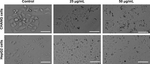 Figure 2 Morphological changes in CHANG and HepG2 cells exposed to different concentrations of rGO–Ag nanocomposite for 24 h. Scale bar=50 µm.Abbreviation: rGO–Ag, silver-doped reduced graphene oxide.