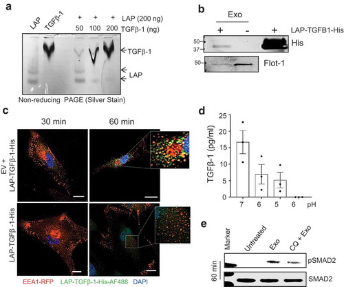 Figure 6. Inactive TGFβ-1 associates with mast cell-derived exosomes and uptake by an endocytic compartment of human mesenchymal stem cells. (a) In-vitro interaction of latent-associated peptide (LAP) and the active-TGFβ-1 complex was visualized using silver staining of native-PAGE gels. (b) Determination of in-vitro interactions between EVs and histidine-tagged LAP-TGFβ-1 complex with immunoblot detection of histidine and flotillin-1 on the complex that was floated on an iodixanol density gradient (10–24%). (c) Immunofluorescence detection of LAP-TGFβ-1-His with anti-histidine-AF488 antibody and endosomes (EEA1-RFP) in MSCs with or without exosomes. (d) Measure of TGFβ-1 in exosomes pellet that was treated with various pH conditions. (e) Detection of pSMAD2 using immunoblotting in MSCs that were exposed to EVs (50 μg/ml). MSCs were pre-treated with an inhibitor of endo-lysosomal acidification (chloroquine, CQ).