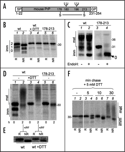 Figure 1 Oxidative folding is required for PrP transport and competes with N-glycosylation. (A) Schematic representation of the murine PrP used in this study (not to scale). SP, signal peptide; GP, C-terminal propeptide for GPI-anchor addition. N-glycans and the single intra-chain disulfide bond formed by cysteines 178 and 213 are represented above and below the central region respectively. Numbers indicate amino acid residues. (B) HeLa cells expressing wt PrP or C178-213S mutant lacking both cysteines, were pulse labelled for 10 min, with (lanes 3–4) or without 5 mM DTT (lanes 1–2, 5–6). PrP was recovered by IP with 3F4 and resolved by SDS-PAGE under reducing (R) or non-reducing (NR) conditions. The numbers on the left margin indicate the number of PrP N-glycans. Note that after 10 min pulse, PrP is still in the ER and only immature glycans (imm) are present.Citation7 Migration of a 30 kDa marker is indicated on the right. (C) Lysates of cells expressing wt PrP (lane 1–2) or C178-213S mutant (lanes 3–4) were treated with or without Endo H as indicated and then analysed by SDS-PAGE and immunoblot with 3F4 antibody. Mat; mature glycosylated species, mainly consisting of Endo-H resistant species, Imm; Endo-H sensitive, immature glycoforms. 0 points to the migration of unglycosylated molecules. Migration of MW markers is shown on the right hand margin. (D) After a 10 min pulse, cells expressing wt PrP or C178-213S were chased for 0 or 2 hours. For the samples in lanes 3–4, 5 mM DTT was present throughout the pulse and the chase. PrP was immunoprecipitated with 3F4 and resolved by SDS-PAGE under reducing conditions. (E) Aliquots of immunoprecipitates in lanes 2 and 4 from (D) were digested with PNGase F (PF) and analyzed under reducing (R) or non-reducing (NR) conditions. Only the relevant area of the gel is shown. (F) Cells expressing PrP were pulsed for 5 min and chased for 5, 10 or 30 min in the constant presence of 5 mM DTT. After IP with 3F4, proteins were analyzed under reducing (R) or non-reducing (NR) conditions. Mat; mature glycoforms, Imm; immature ER-resident glycoforms.