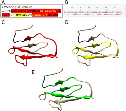 Figure 3. 1-D, 2-D and 3-D structure of a vaccine candidate. (a) The protein sequence of the vaccine candidate. The MHC I restricted epitopes are highlighted in yellow, while MHC II restricted epitopes are highlighted in red. The yellow text in red regions represents the overlapping epitopes. The MHC I and II epitopes are joined by linker sequences GPGPG and AAY. (b) The second structure of the vaccine candidate. The secondary structure of the vaccine was predicted by the SOPMA server (Geourjon & Deleage, Citation1995). The letters ‘h’, ‘c’ and ‘e’ stand for α-helix, random coil and extended β-strand respectively. (c–f) The 3-D structure of the vaccine candidate predicted by a homology modeling method with red color for MHC II epitopes (c), yellow for MHC II epitopes (d), and green for interferon gamma epitopes (e) predicted by IFNepitope server (Dhanda et al., Citation2013).