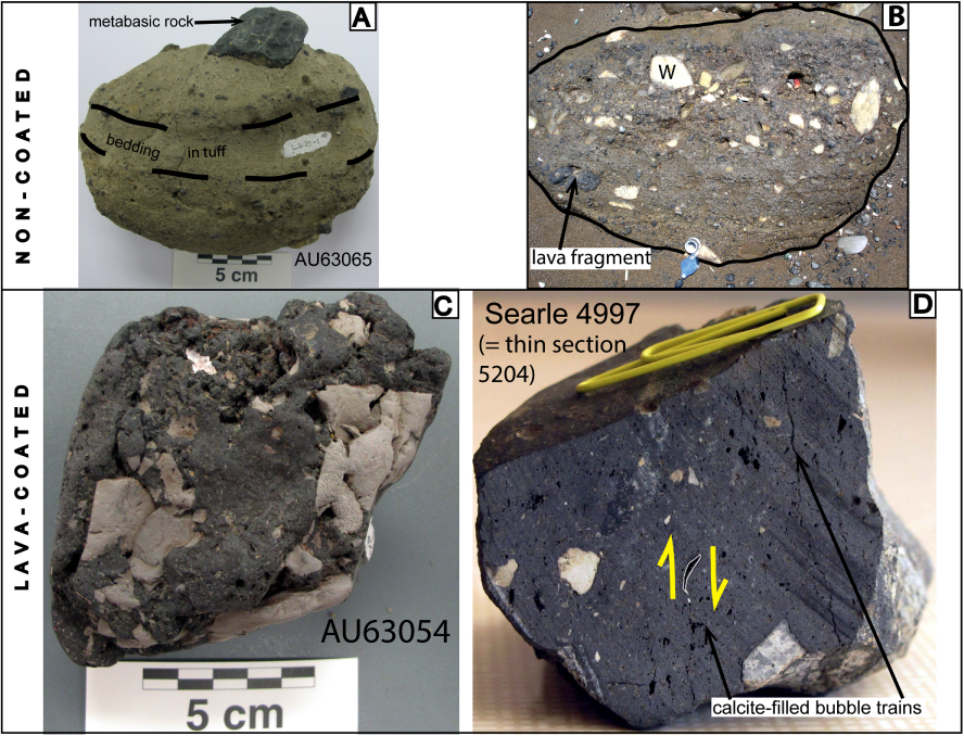 Figure 3 Modes of occurrence of the inclusions; all examples are from the main sampling area below Glover Park volcano (Fig. 2B). A, Fallen block of bedded tuff with dark metabasic rock clasts of two different sizes. B, Fallen block of coarser tuff on the beach. Light-coloured fragments are Waitemata Group sandstones (W); note rounding of some clasts. Dark fragment on lower left is juvenile lava. Hand lens for scale. C, Lava clast with angular fragments of Waitemata Group rocks making a jigsaw pattern. D, Very small lithic clasts associated with bubble trains (arrowed) in a recycled composite lava fragment. Paired yellow arrows show sense of lava flow-shearing along bubble/fracture surfaces. Paper clip is 28 mm long.