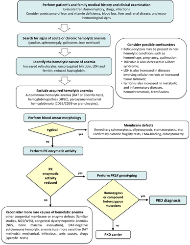 Figure 2 The differential diagnosis of pyruvate kinase deficiency (PKD).