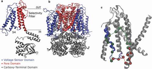 Figure 8. Structure of the hERG channel (b) with definition of the VSD, PD, and CTD (a). Pathways connecting the VSD and the PD (c) identified for a representative subunit by a network theoretical approach, which considers the residues as the nodes and the distances related to their correlations. Figures reproduced with permission from [Citation52] under CC BY 4.0 license.