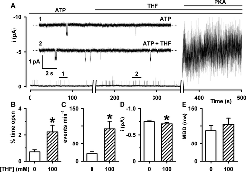 Figure 5.  The effects of THF on the single-channel activity of wild-type human CFTR prior to PKA-dependent phosphorylation. (A) Representative recordings of CFTR Cl− current in an excised inside-out membrane patch from a C127 cell expressing wild-type human CFTR. During the periods denoted by the bars ATP (1 mM), THF (100 mM) and PKA (75 nM) were present in the intracellular solution. Voltage was −50 mV and there was a large Cl− concentration gradient across the membrane patch ([Cl−]internal=147 mM; [Cl−]external=10 mM). For the purpose of illustration, the time-course has been inverted so that upward deflections represent inward currents. The inserts show the sections of the record labelled 1 and 2 on an expanded time scale. The dotted lines indicate where channels are closed and downward deflections of the traces correspond to channel openings. (B, C, D and E) The effects of THF (100 mM) on percent time open, events per minute, single-channel current amplitude (i) and mean burst duration (MBD). Columns and error bars are means + SEM (percent time open, events per minute and MBD n=5; i, n=12). The asterisks indicate values that are significantly different from control values (p<0.05).