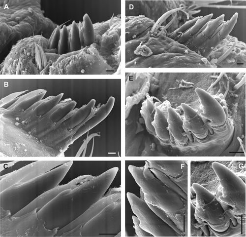Fig. 4  Chaetiger 5 spine SEM, right side ventral views. (A–C) Polydora haswelli (2 specimens, B–C same specimen). (D–G) Polydora websteri (2 specimens, D & F, E & G same specimens). Chipping and grinding wear of the subdistal shelf is more pronounced for the wider shelf of the P. websteri spines where the lower contact edge has become irregular (image F & G). Scale bars: 10 µm.