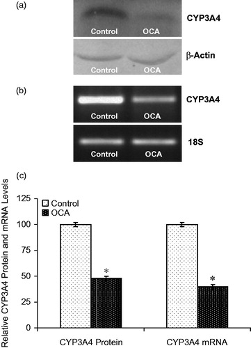 Figure 5. Effects of o-coumaric acid (OCA) on CYP3A4 protein and mRNA levels in HepG2 cells. Representative images for (a) immunoblots and (b) RT-PCR (agarose gel) results showing CYP3A4 protein and mRNA expression, respectively. (c) Comparison of CYP3A4 protein and mRNA levels among experimental groups. The bar graphs represent the relative intensity of the bands obtained from western blotting and RT-PCR. The experiments were repeated at least three times. *Significantly different from the respective control value (p < 0.05).