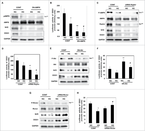 Figure 4. Downregulation of AMPK resulted in decreased Nrf2 and OGG1 protein expression and led to a significant decrease in OGG1 promoter activity in renal proximal tubular cells treated with HG. (A) Cells transfected with DN-AMPK resulted in downregulation of AMPK in cells under both conditions of NG and HG. Decrease in AMPK activity resulted in significant downregulation of Nrf2 and OGG1 protein compared to cells transfected with control (nonspecific siRNA). (B) Cells co-transfected with DN-AMPK and a reporter plasmid construct carrying the OGG1 promoter showed a significant decrease in OGG1 promoter activity in cells grown under low and high concentrations of glucose indicating the role of AMPK as a major kinase regulate DNA repair activity. Experiment represent means ± SE (n = 6). Significant difference from cells grown in NG is indicated by *P < 0.01, cells grown in NG and transfected with DN-AMPK by **P < 0.01 and cells exposed to HG and transfected with DN-AMPK compared to cells grown in HG transfected with control by #P < 0.01. Downregulation of raptor resulted in decreased AMPK activity, Nrf2 and OGG1 protein expression as well as OGG1 promoter activity in renal proximal tubular cells treated with HG. (C) Cells transfected with siRNA against raptor showed a decrease of AMPK activity in cells under both conditions of NG and HG. Decrease of raptor expression resulted in significant downregulation of Nrf2 and OGG1 protein compared to cells transfected with control (nonspecific siRNA). (D) Cells co-transfected with siRNA against raptor and a reporter plasmid construct carrying the OGG1 promoter showed a significant decrease in OGG1 promoter activity in cells grown under low and high concentrations. Experiment represent means ± SE (n = 6). Significant difference from cells grown in NG is indicated by *P < 0.01, cells grown in NG and transfected with siRNA of raptor by **P < 0.01 and cells exposed to HG and transfected with siRNA of raptor compared to cells grown in HG transfected with control (nonspecific siRNA) by #P < 0.01. Downregulation of Akt resulted in increase Nrf2 and OGG1 protein expression and significant increase in OGG1 promoter activity in renal proximal tubular cells treated with HG. (E) Cells transfected with DN-Akt showed a decrease Akt phosphorylation at Ser473 in cells under both conditions of NG and HG. Decrease in Akt activity resulted in significant upregulation of Nrf2 and OGG1 protein compared to cells transfected with control (nonspecific siRNA). (F) Cells co-transfected with DN-Akt and reporter plasmid construct carrying the OGG1 promoter showed a significant increase in OGG1 promoter activity in cells grown under NG and HG indicating the role of Akt as a major kinase in the regulation of the DNA repair activity. Experiment represent means ± SE (n = 6). Significant difference from cells grown in NG is indicated by *P < 0.01, cells grown in NG and transfected with DN-Akt by **P < 0.01 and cells exposed to HG and transfected with DN-Akt compared to cells grown in HG transfected with control (nonspecific siRNA) by #P < 0.01. Downregulation of rictor resulted in increase Nrf2 and OGG1 protein expression as well as OGG1 promoter activity in renal proximal tubular cells treated with HG. (G) Cells transfected with siRNA against rictor showed a significant decrease in rictor expression resulted in upregulation of Nrf2 and OGG1 protein compared to cells transfected with control (nonspecific siRNA). (H) Cells co-transfected with siRNA against rictor and plasmid construct carried OGG1 promoter showed a significant increase in OGG1 promoter activity in cells grown under low and high concentrations. Experiment represent means ± SE (n = 6). Significant difference from cells grown in NG is indicated by *P < 0.01, and cells exposed to HG and transfected with siRNA of rictor compared to cells grown in HG transfected with control (nonspecific siRNA) by #P < 0.01.