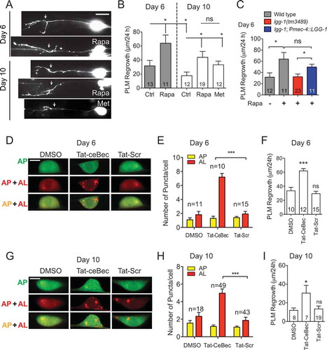 Figure 5. Autophagy-activating agents promote axon regrowth in aged PLM neurons. (A-B) Representative images and quantification of axon regrowth in wildtype animals expressing muIs32 (Pmec-7::GFP) reporter. Day 5 or day 9 animals were treated with rapamycin or metformin for 24 h before laser axotomy. After axotomy at day 6 or day 10, animals were allowed to recover for 24 h in the presence of rapamycin or metformin. Scale bar: 20 µm. (C) Quantification of PLM axon regrowth in day 6 animals with indicated genotypes and treatments. Rapamycin treatment was able to enhance axon regrowth at day 6 in wildtype animals, but not in lgg-1 mutant animals. Transgenic expression of LGG-1 in touch neurons was able to restore the regrowth promoting effect of rapamycin in lgg-1 mutant animals. (D-E) Representative images and quantification of APs and ALs in PLM neurons of transgenic WT animals expressing Pmec-4-mCherry::GFP::LGG-1 with indicated treatments to show that Tat-ceBec peptide was able to enhance autophagic activity in injured PLM neurons at day 6. Tat-ceBec peptide (or Tat-scramble peptide) was injected into the body cavity of the tail region at day 6 of adulthood 1 h before axotomy. Images were taken 24 h post-axotomy. Scale bar: 5 µm. (F) Quantification of PLM axon regrowth in day 6 animals with indicated treatments. Tat-ceBec peptide was sufficient to promote axon regeneration on day 6. (G-H) Representative images and quantification of APs and ALs with indicated treatments at day 10. Scale bar: 5 µm. (I) Quantification of PLM axon regrowth in day 10 animals with indicated treatments. Statistics: One-way ANOVA; mean ± SEM; *p < 0.05; **p < 0.01; ***p < 0.001. ns, not significant