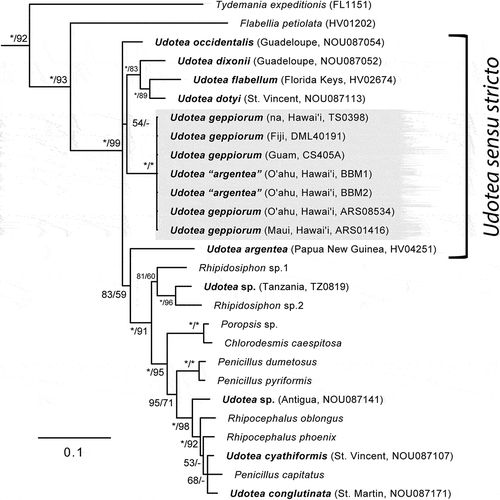 Fig. 10. Bayesian majority-rule consensus tree depicting the phylogenetic position of Udotea geppiorum in the family Udoteaceae inferred by the chloroplast genes tufA. Values shown at nodes represent posterior probabilities scaled on 100% (before forward slash) and bootstrap support determined via Maximum likelihood analysis (after forward slash). Full support (> 99%) is noted by an asterisk (*) while values below 50% are indicated by an hyphen (-). Udotea spp. are displayed in bold with their sampling locality. Newly sequenced specimens of U. geppiorum are shaded in grey. Note the paraphyly of Udotea sensu stricto caused by the position of U. argentea, and the polyphyly of Udotea spp. sensu lato.