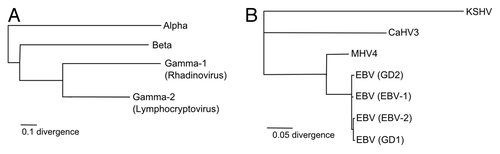 Figure 1. Phylogenetic relationships. (A) Herpesvirus phylogenetic tree. (B) Kaposi’s sarcoma-associated herpesvirus (KSHV), a gamma-1 herpesvirus, is included to demonstrate the relationships between four EBV strains (EBV-1, EBV-2, GD1, and GD2) and two other lymphocryptoviruses [Macacine herpesvirus 4 (MHV4) and Callitrichine herpesvirus 3 (CaHV3)].