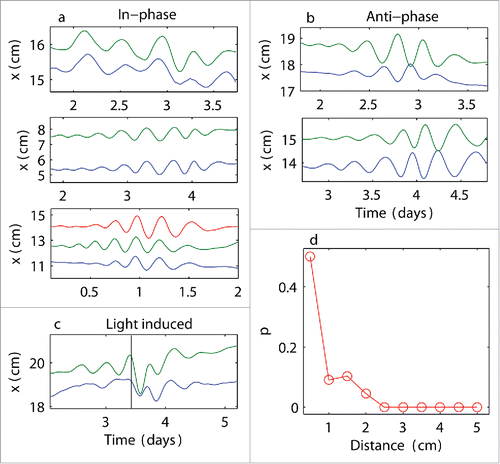 Figure 3. Synchronized states and distance dependence. Examples of synchronized dynamics between neighboring plants: (a) in-phase oscillations; (b) anti-phase oscillations; (c) in-phase synchronization induced by applying a light stimulus at the time indicated by the vertical black line: cycle resetting was observed; (d) probability p of observing coincident oscillations at the threshold k > 4 (i.e., at least 4 extrema coincided between neighboring plants) calculated at various distances between plants; higher probabilities at shorter distances suggest that plants coordinated their motions with their neighbors.