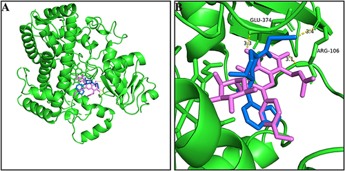 Figure 4 (A) Molecular docking scheme of baohuoside I and tofacitinib; (B) Action site between baohuoside I, tofacitinib and CYP3A4 via hydrogen bonding.