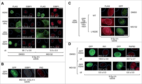 Figure 4. Rescue of 53BP1 IRIF in MG132-treated U2OS cells. (A)U2OS cells transiently expressing the indicated FLAG-tagged H2AX fusion proteins were pretreated with DMSO or MG132 for 1 h, exposed to IR (9 Gy) and 4 h later processed for immunofluorescence. More than one hundred cells with high levels of FLAG signal were scored for 53BP1 IRIF. More than one hundred cells with no FLAG signal (control cells) from the same slides were also scored. The percentages of cells with more than 10 53BP1 foci per cell (mean ± 1 SD) from 3 independent experiments are indicated. ctl, control cells; Scale bar = 20 μm. (B)U2OS cells transiently expressing FLAG-tagged GFP-H2AX were pretreated with MG132 for 1 h, exposed to IR (9 Gy) and 4 h later processed for immunofluorescence for GFP, endogenous 53BP1 and conjugated ubiquitin (FK2). (C)U2OS cells transiently co-expressing a FLAG-tagged ubiq-H2AX fusion protein and a GFP-tagged 53BP1 polypeptide with a wild-type (WT) or mutant (L1622E) RCTD/UDR motif were pretreated with DMSO or MG132 for 1 h, exposed to IR (5 Gy) and 2 h later processed for immunofluorescence with antibodies specific for the FLAG tag and GFP. Scale bar = 10 μm. (D)U2OS cells transiently expressing FLAG-tagged GFP-H2AX were pretreated with DMSO or MG132 for 1 h, exposed to IR (9 Gy) and 4 h later processed for immunofluorescence. More than one hundred cells with high levels of FLAG signal were scored for Rif1 or RAP80 IRIF. More than one hundred cells with no FLAG signal (control cells) from the same slides were also scored. The percentages of cells with more than 10 Rif1 foci per cell or more than 5 RAP80 foci per cell (mean ± 1 SD) from 3 ndependent experiments are indicated. ctl, control cells; Scale bar = 10 μm.