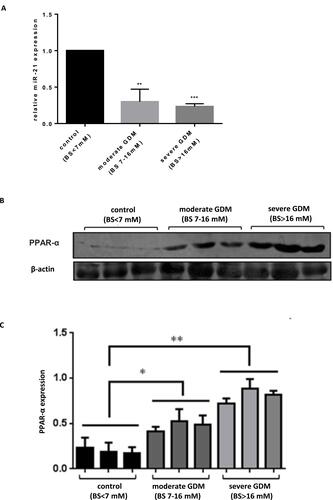 Figure 3 Reduced expression of miR-21 in the placenta of GDM rat model and the expression of PPAR-α increases. (A) Expression of miR-21 in the placenta of GDM rats. n = 5 per group. (B and C) Expression of PPAR-α in the placenta of GDM rats. PPAR-α was highly expressed in the placenta of rats with very high blood glucose concentration but was lowly expressed in the control group. The expression of PPAR-α in the placenta of rats increased with an increase in blood glucose concentration. n = 3 per group. *P<0.05, **P<0.01, ***P<0.001.