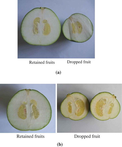 Figure 4. Internal fruit characteristics in the retained and the dropped fruits as (a) 3 months after fruit set and (b) 4 months after fruit set.