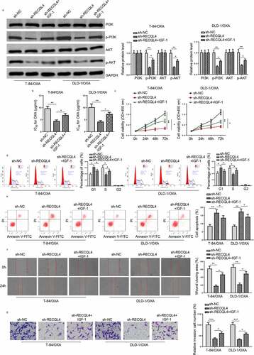 Figure 5. RECQL4 regulates the OXA resistance of COAD cells through the PI3K/AKT signaling. (a) Western blotting was used to assess p-PI3K, PI3K, p-AKT, and AKT in T-84/OXA and DLD-1/OXA cells transfected with sh-NC, sh-RECQL4, or sh-RECQL4+ IGF-1. (b) IC50 value of OXA was determined in T-84/OXA and DLD-1/OXA cells treated with sh-NC, sh-RECQL4 or sh-RECQL4+ IGF-1 by CCK-8 assay. (c) CCK-8 was used to detect cell viability. (d and e) Wound healing and Transwell assay were utilized to assess cell migration and invasion. (f and g) Flow cytometry was utilized to detect cell apoptosis and cell cycle. The results are presented as the mean ± standard deviation (SD) from at least three independent experiments. *P < 0.05