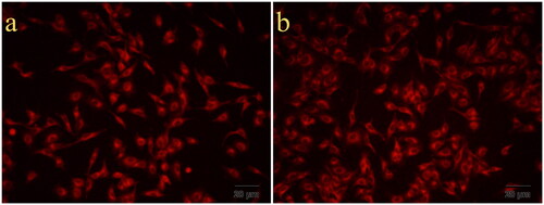 Figure 12. Cellular uptake images of MCF7 cells treated with Rho-labeled GO/NHs (rh-GO/NHs) for 1 (a) and 2 h (b).