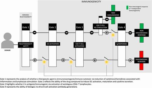 Figure 1. Schematic of the 4-gate strategy of MIMIC immunogenicity evaluations