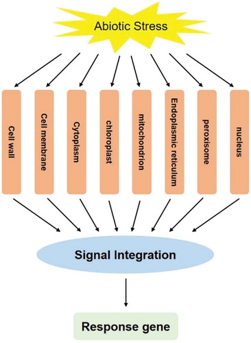 Figure 1. Model of dispersed stress sensing by organelles.