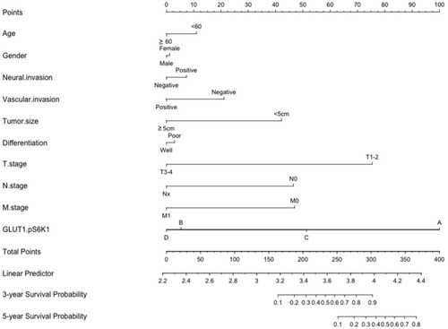 Figure 6 Nomogram for the predication of survival probability of gastric cancer patients. A total of 10 variables were involved, the points of every variable correspond to the scale in the first row. The summary of variable points projected on the TOTAL POINTS scale corresponds to the 3/5-year survival probability scale. (The scale of GLUT1.pS6K1: A= p-S6K1(-)/GLUT1(-); B= GLUT1(+)/p-S6K1(-); C= p-S6K1(+)/GLUT1(-); D= p-S6K1(+)/GLUT1(+)).