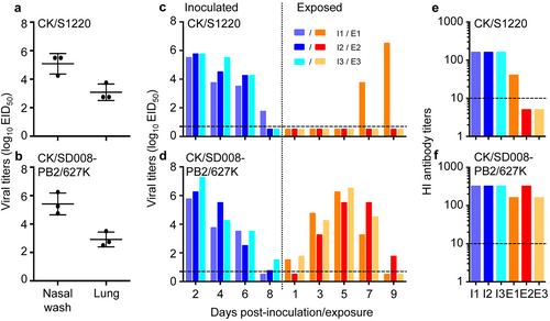 Fig. 5 Replication and transmission of H7N9 highly pathogenic viruses in guinea pigs.To test for viral replication,groups of three guinea pigs were inoculated i.n. with 106EID50 of the CK/S1220 (a) or CK/SD008-PB2/627 K (b) virus. The animals were killed on day 3 post-inoculation,and nasal washes and lungs were collected for virus titration. To test for transmission, groups of three guinea pigs were inoculated i.n. with 106EID50 of the CK/S1220 (c) or CK/SD008-PB2/627K (d) virus, and each guinea pig was placed into a separate cage; 24 h later, three naive guinea pigs were placed in the neighboring cages. Nasal washes were collected every two days from all animals beginning 2 days p.i. to test for virus shedding. Seroconversion of the CK/S1220- (e) or CK/SD008-PB2/627K- (f) inoculated or exposed animals was tested for on day 21 post-inoculation or post-exposure. Each color bar represents the virus titer or antibody titer from an individual animal. The dashed lines in these panels indicate the lower limit of detection