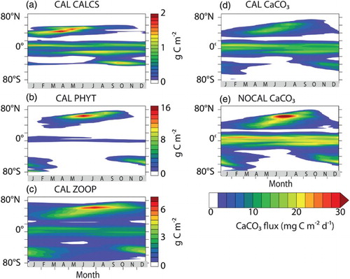 Fig. 13 Hovmöller diagrams of CAL depth-integrated PFT concentrations by latitude and month: (a) phytoplankton calcifiers, (b) general phytoplankton, (c) zooplankton. Also shown is CaCO3 flux at 130 m depth by latitude and month for (d) CAL and (e) NOCAL.