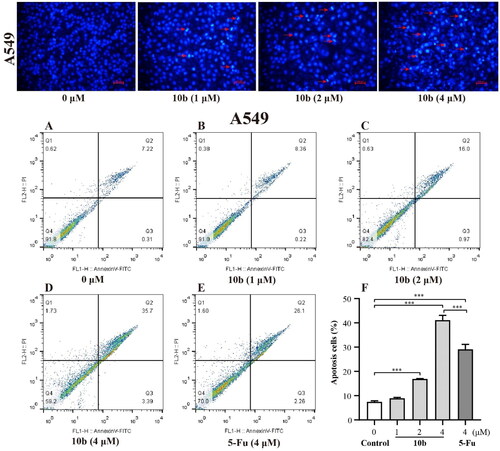 Figure 3. The fluorescence microscopy images of A549 cells after DAPI staining. A549 cells treated with compound 10 b at 1, 2 and 4 μM for 48 h. Arrows indicated signs of nuclear shrinkage and chromatin condensation, the scar bar is 100 μm. And the apoptosis analysis through annexin V-FITC/PI double staining and following flow cytometry for the A549 cells treated with compound 10 b at 1, 2 and 4 μM for 48 h. DMSO was the negative control, as 5-Fu was the reference drug. (A) Control, (B) 10 b (1 μM), (C) 10 b (2 μM), (D) 10 b (4 μM) and (E) 5-Fu (4 μM). (F) The percentage of apoptosis cells was quantified in the segments of the bar chart. Three individual experiments were performed for each group. Data are expressed as the mean ± SD of three independent experiments. ***p < 0.005.