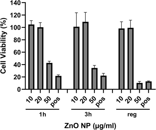 Figure 5 Viability of HUVEC after exposure to ZnO NPs (µg/mL). The untreated control was defined as 100%, tBHP 10 mM served as positive control (pos). The graph shows results after 1 and 3 consecutive 1-hr treatment periods and after a 24-hr regeneration period (reg).